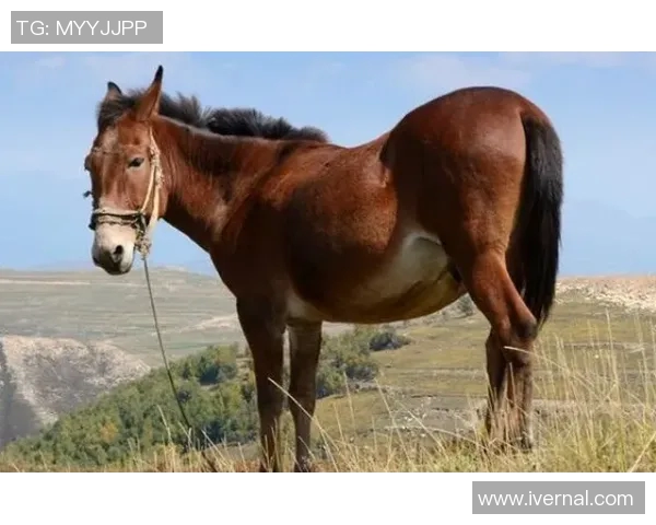 卢卡库重返巅峰之路：从低谷到辉煌的奋斗历程与未来展望